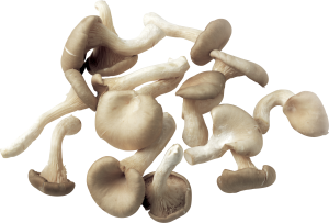 Mushroom PNG image-3181